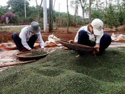  Giá tiêu tăng vọt, Hiệp hội hồ tiêu khuyến cáo ‘bất thường’